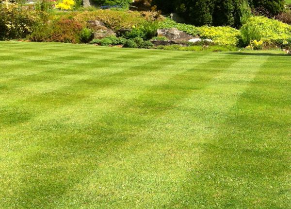 Commercial Grass Cutting in State College