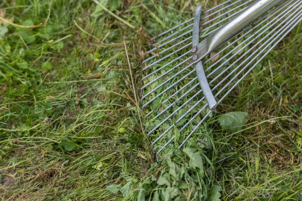 Thatch Raking in State College