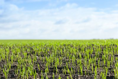 Lawn Mowings in Spring